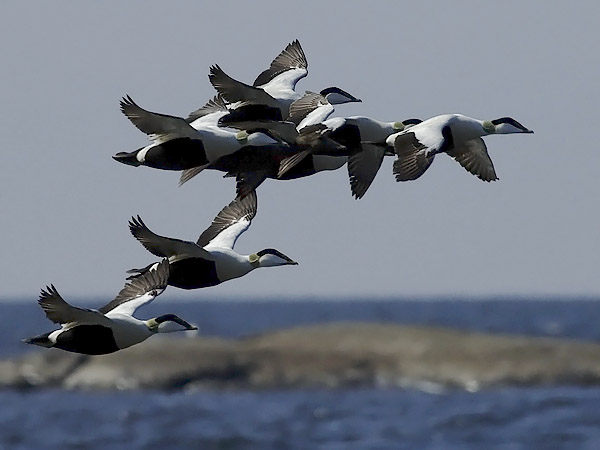 Haahka, Common Eider, Somateria mollissima